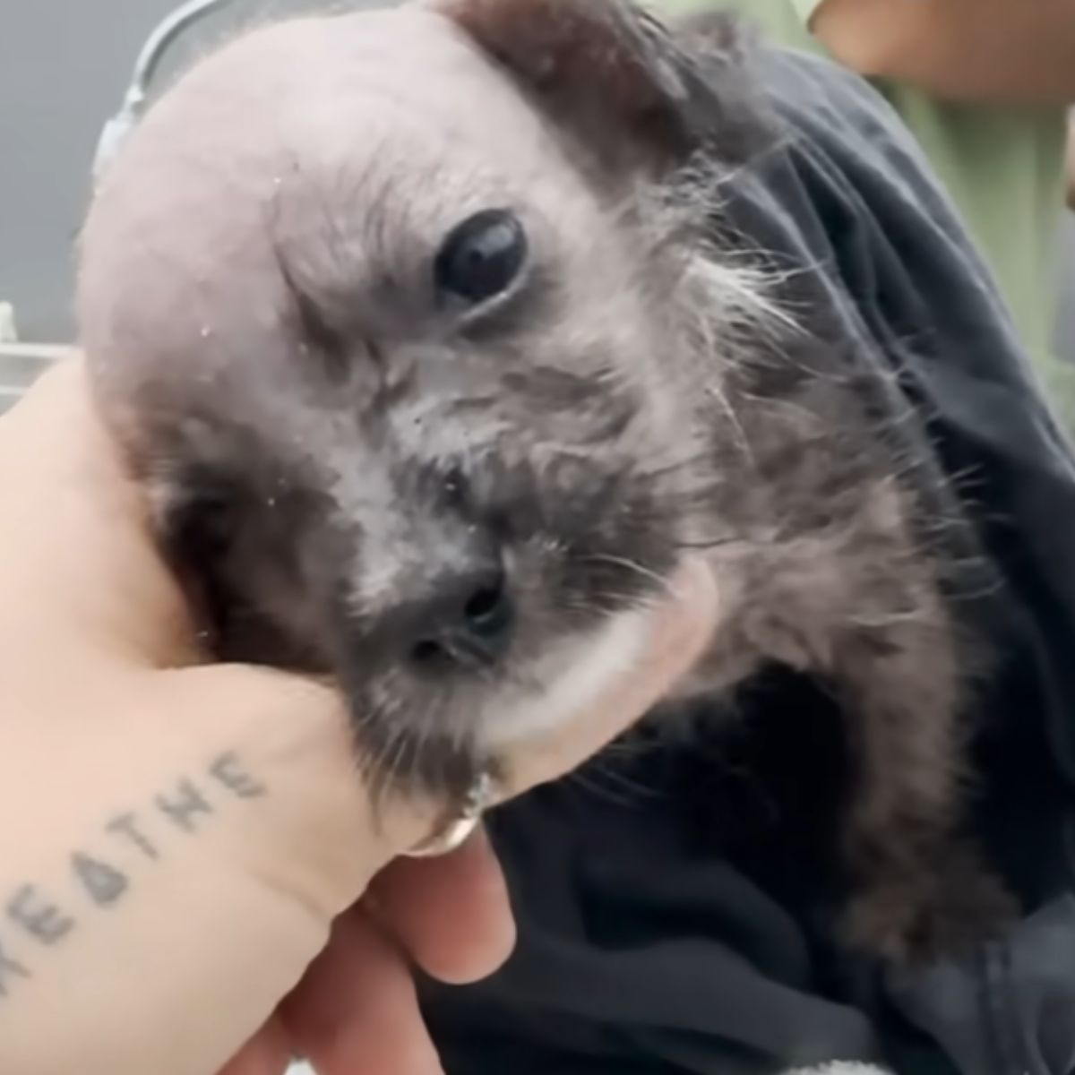 woman holding an abandoned puppy
