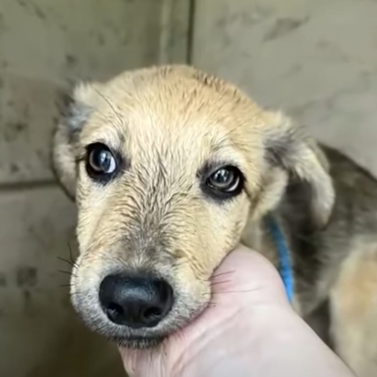 woman petting a tiny dog