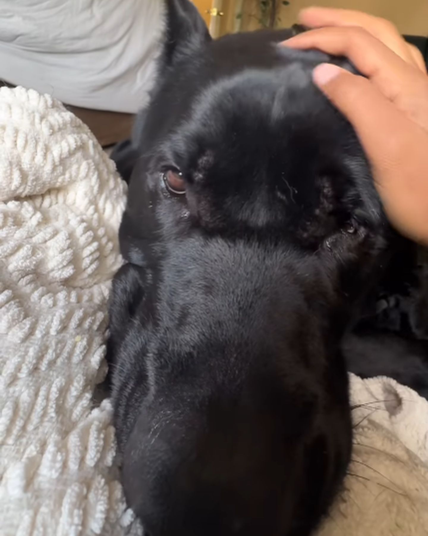 woman petting black dog