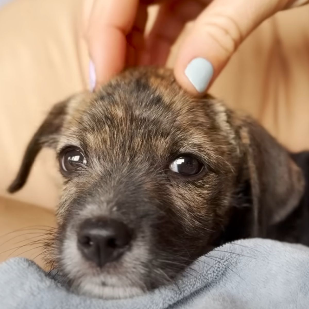 woman playing with black puppy