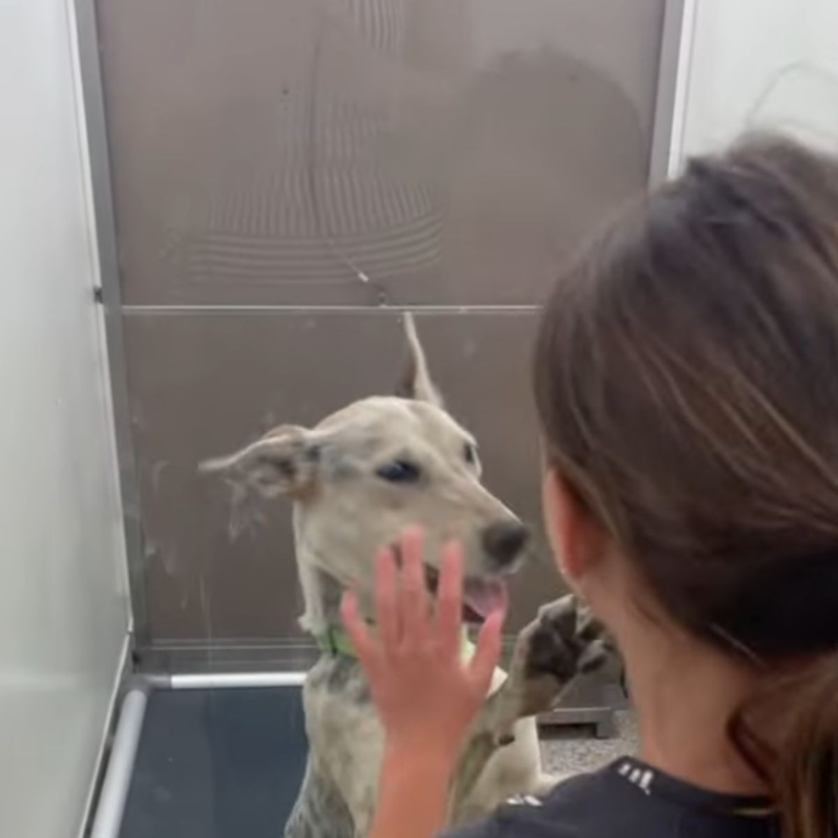 woman playing with coyote