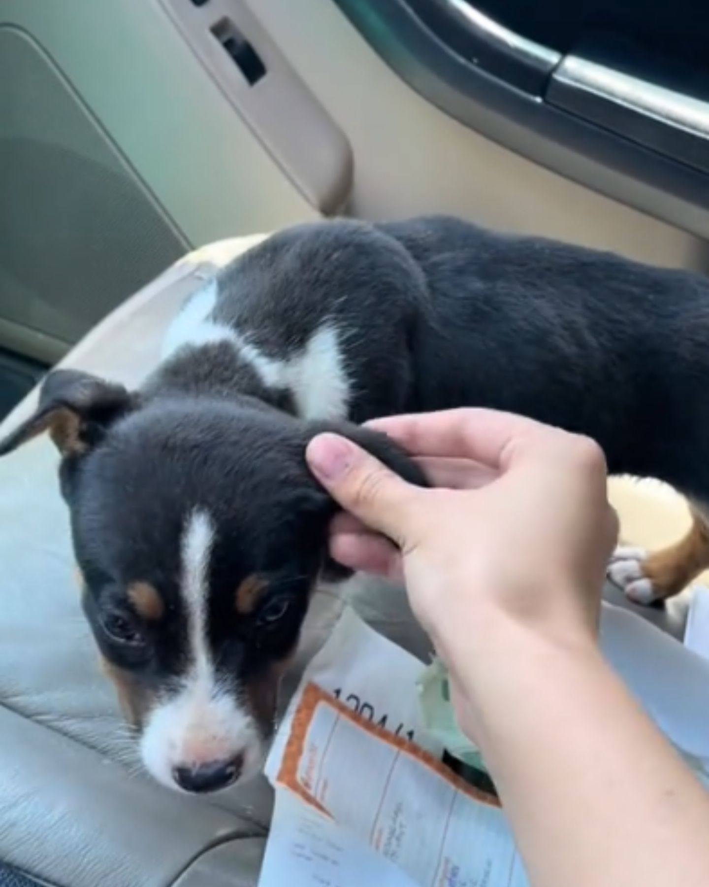woman playing with stray dog