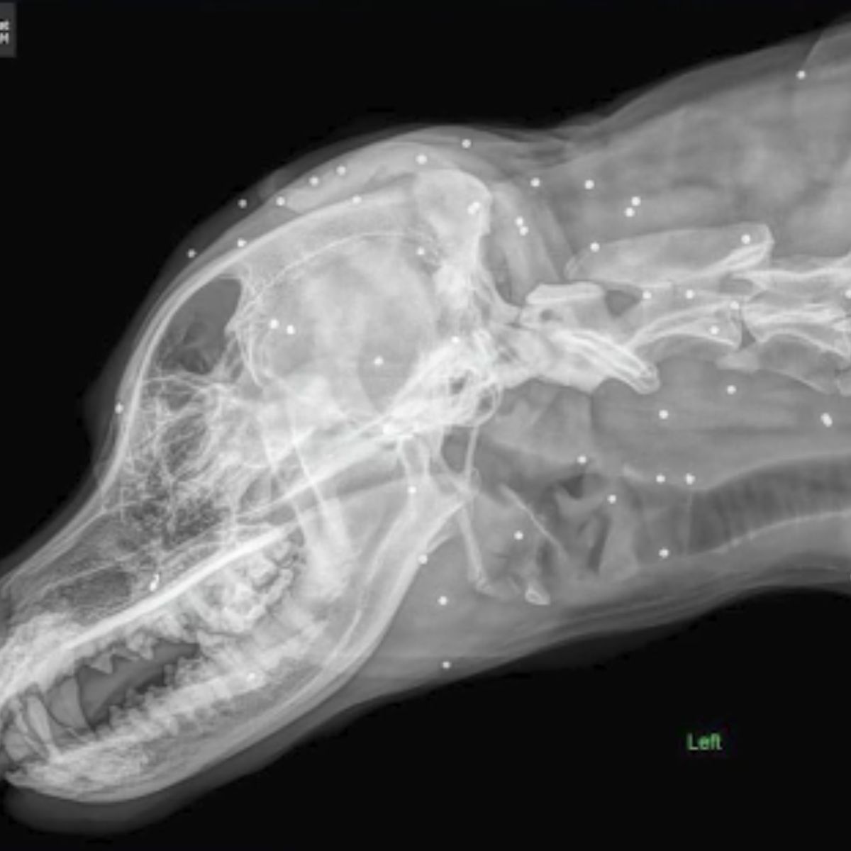 x-ray of dog