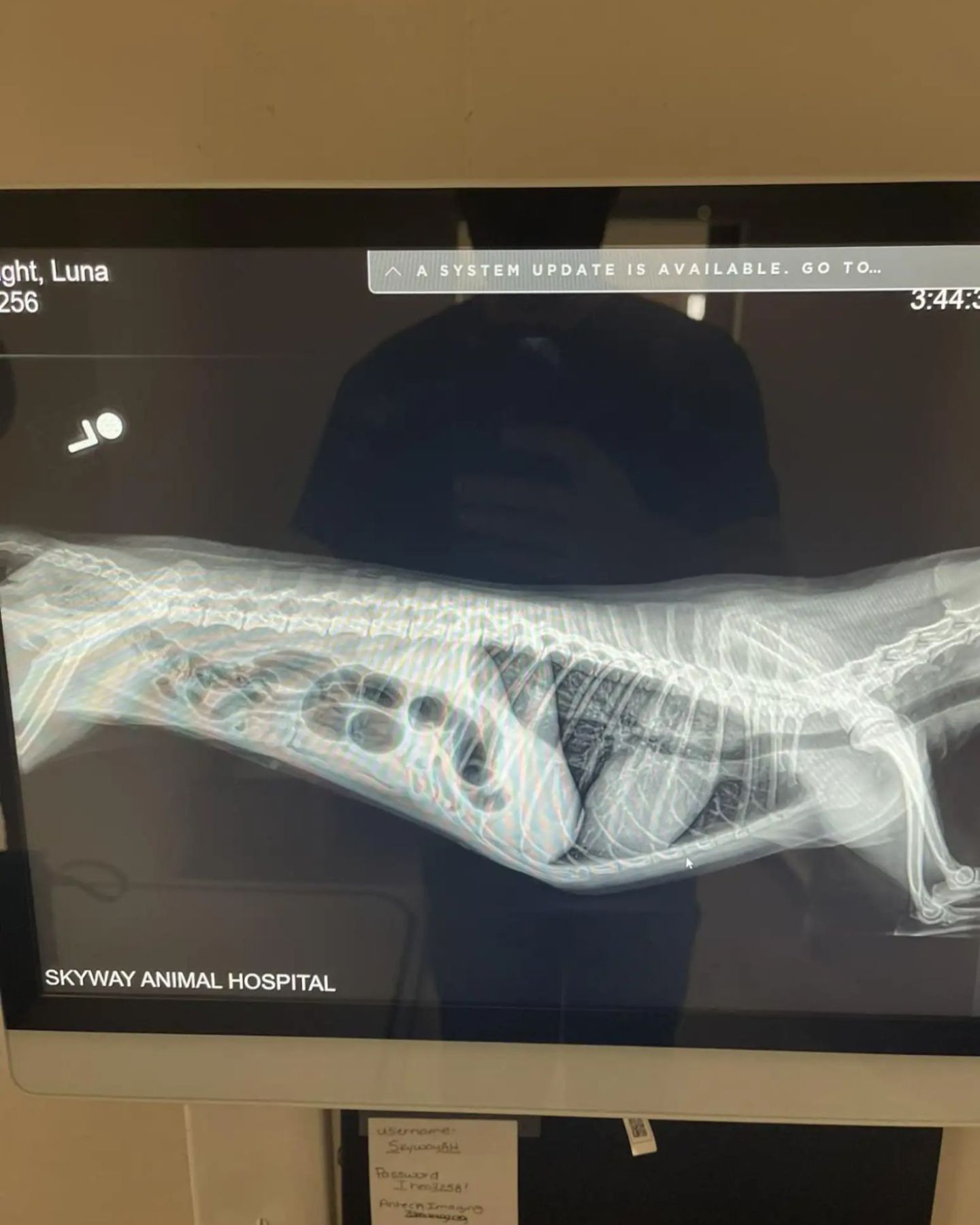 x-ray of dog