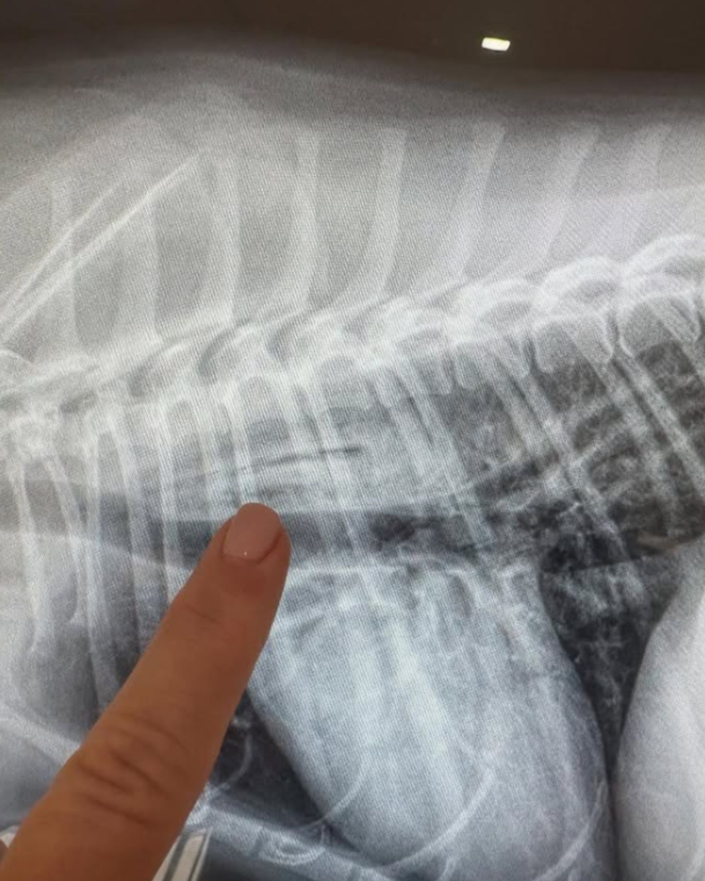 x-ray of sweet dog
