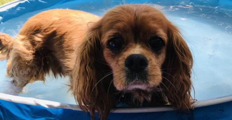 10 Dog Breeds That Struggle Most In The Heat And Need Extra Care This Summer