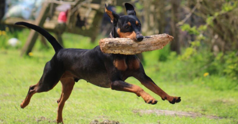 10 Hardiest And Healthiest Dog Breeds You Can Own