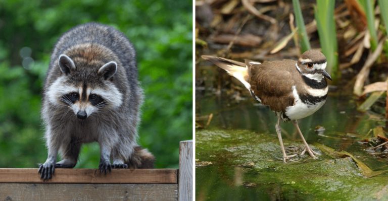 10 Highly Intelligent Animals And 5 Less Cognitive Species In North America