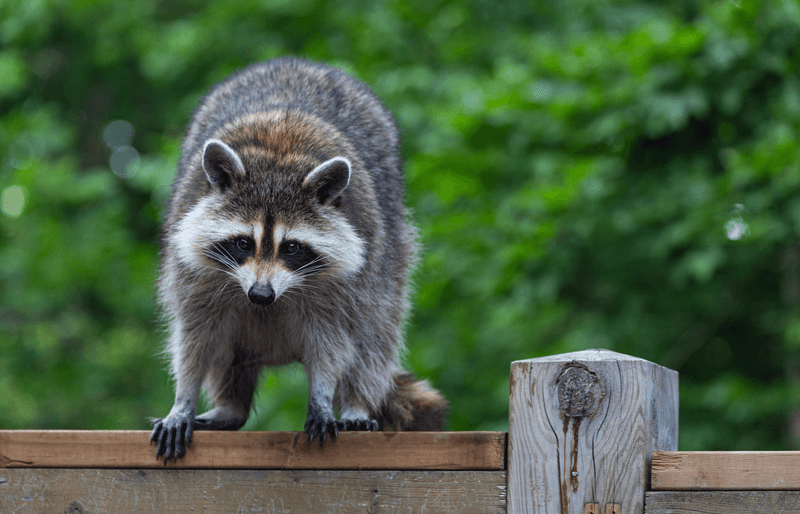 Raccoon