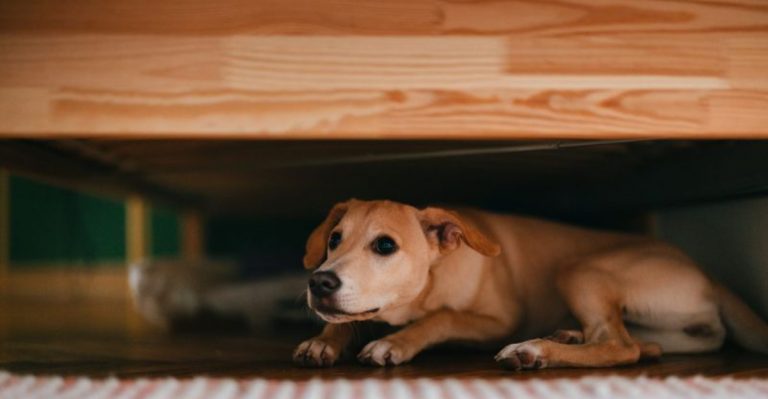 10 Last-Minute July 4th Tips For Indoor Pets Before The Fireworks Begin