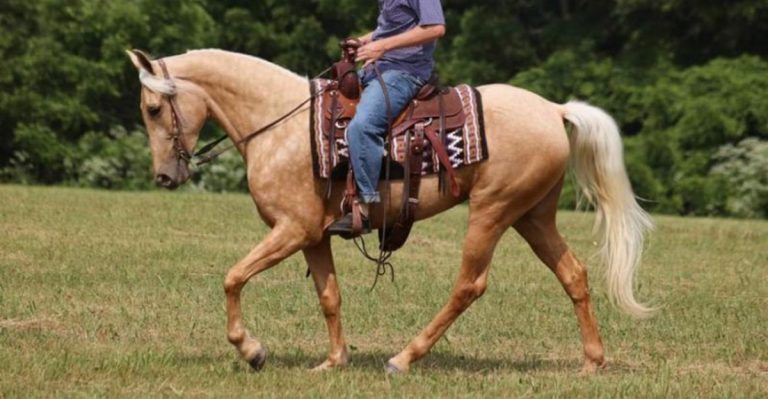 10 Majestic Horse Breeds Dominating Texas Ranches