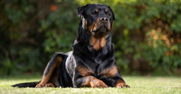 10 Most Aggressive Dog Breeds In America (According To Vets)