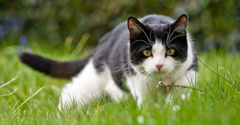 10 Signs Your Cat Is Thriving And 5 Red Flags To Watch For