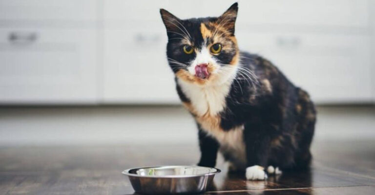 10 Signs Your Cat Thinks You’re Their Servant (Not Their Friend)