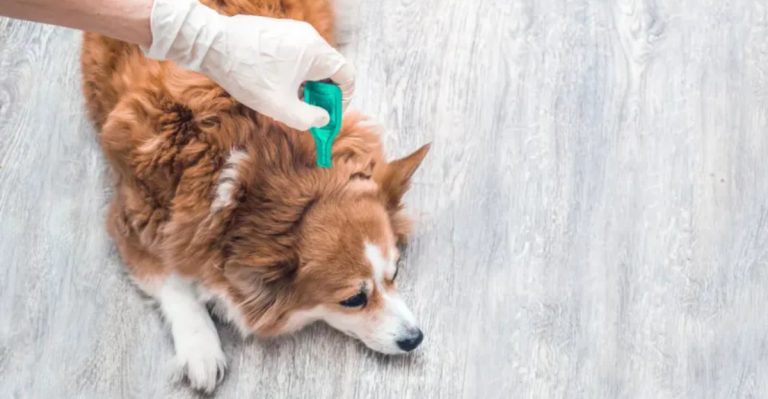 10 Things Vets Never Do With Their Own Dogs And Why
