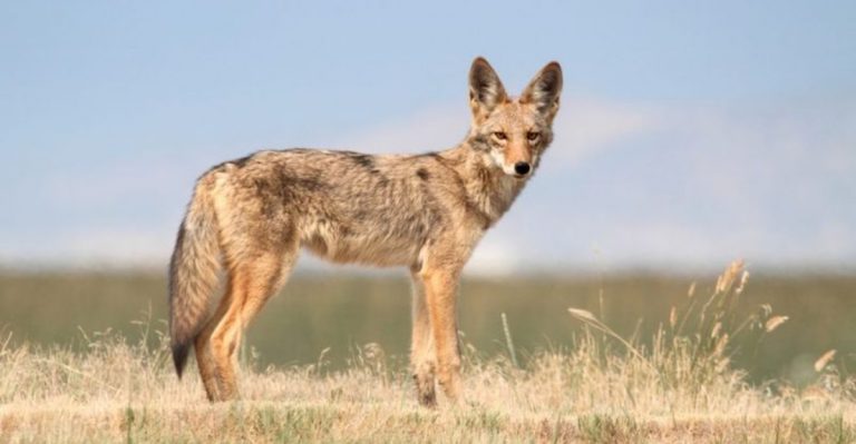 10 Useful Tips To Protect Your Pets From Coyotes In Arizona