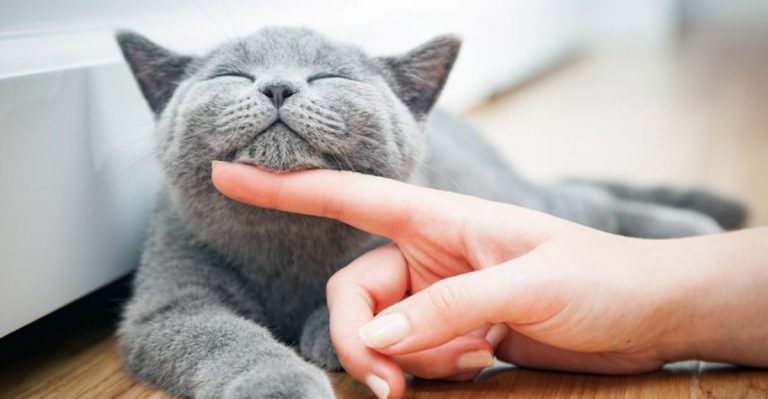 11 Cat Behaviors That Show Deep Trust And Not Just Affection