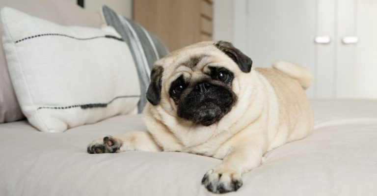 11 Dog Breeds Perfect For People Who Love To Stay Home