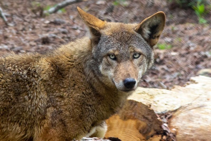 America's Most Endangered Canid