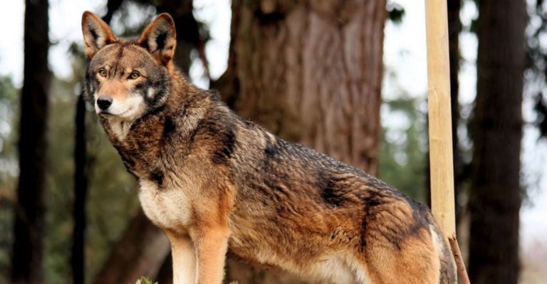 11 Facts About The Rare Endangered Wolf Found Only In North Carolina