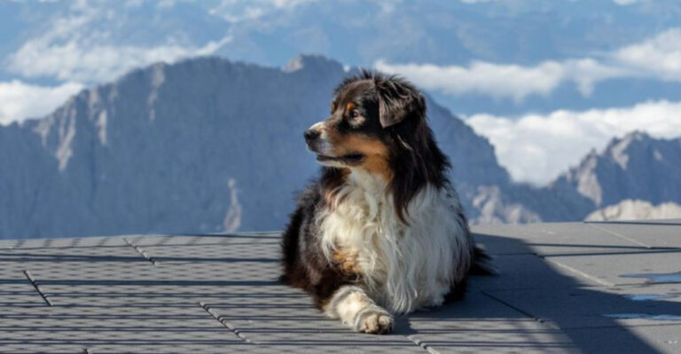 11 Heartwarming Beliefs About Where Dogs Go After They Leave Us