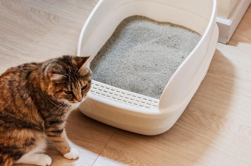 Changing Their Litter Box Too Often