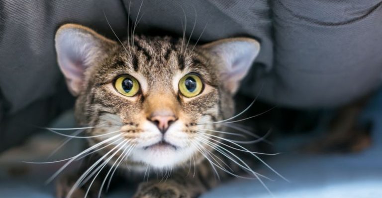 11 Things In Your Home That Are Secretly Stressing Out Your Cat