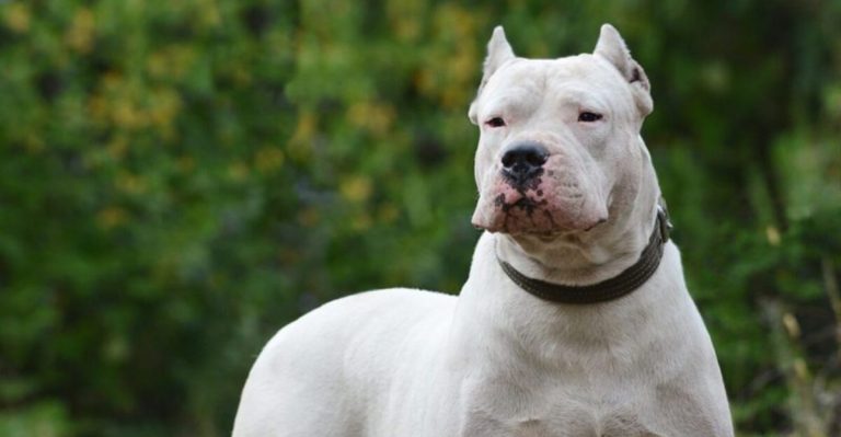 12 Dog Breeds That Are Now Illegal To Own In Some U.S. States
