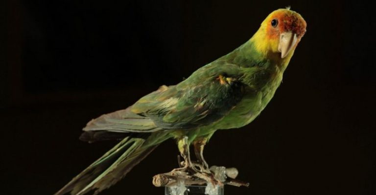 12 Extinct Animals That Scientists Hope To Bring Back