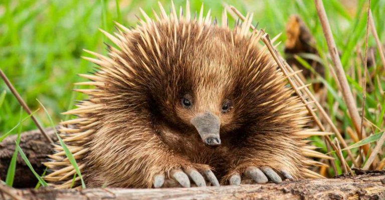 12 Fascinating Questions About Mammals Finally Answered