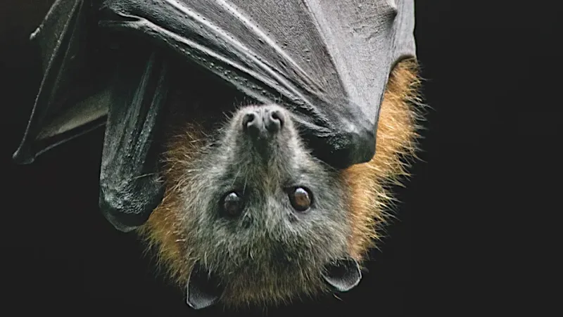 Are Bats Actually Blind?