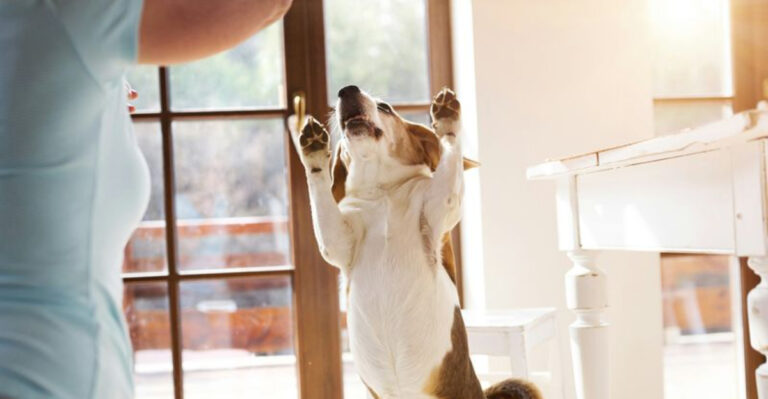 12 Fun Ways To Exercise Your Dog When It’s Too Hot For Walks