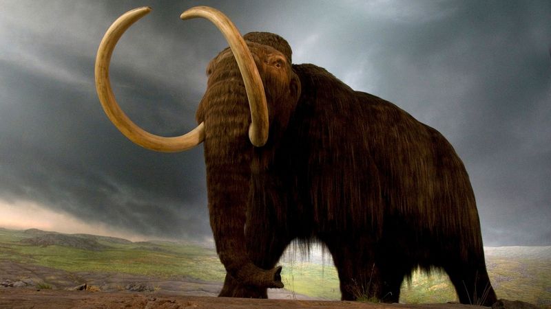 Mammoth