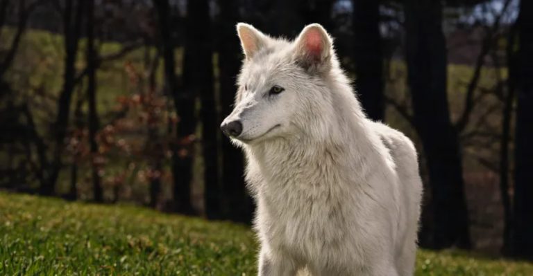 12 Giant American Animals That Are Gone Forever