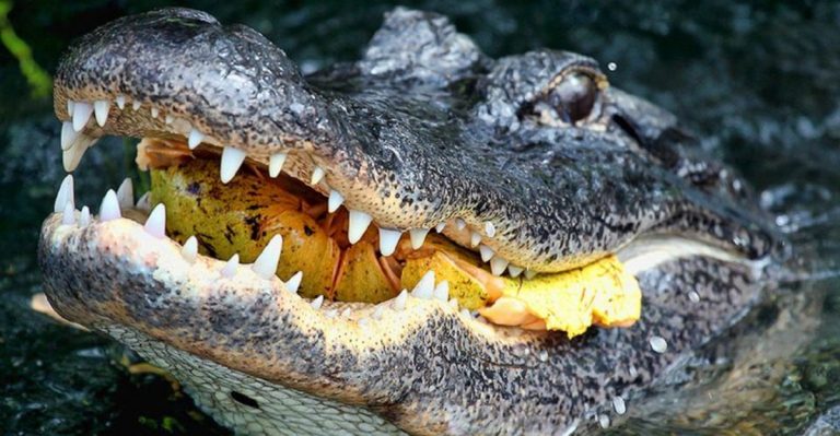 12 Most Lethal Animals In The U.S. You Should Avoid At All Costs
