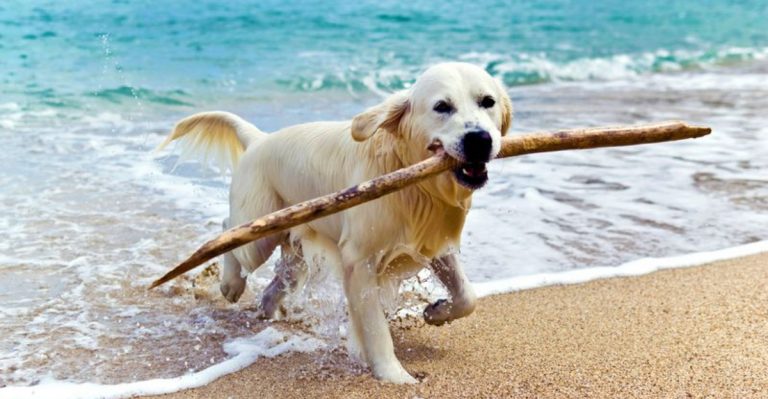12 Places In The U.S. Where Dogs Are The Happiest Right Now
