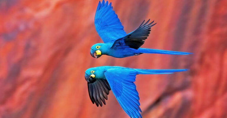 12 Rarest Parrots In The World You Need To Know About