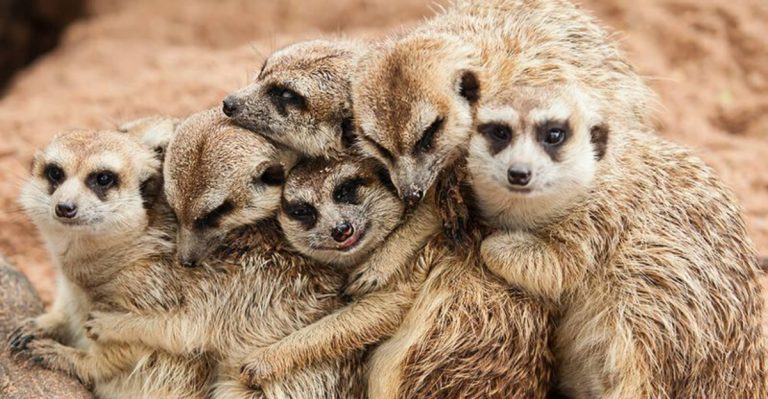 12 Reasons Why Meerkats Are Among The Most Fascinating Social Animals