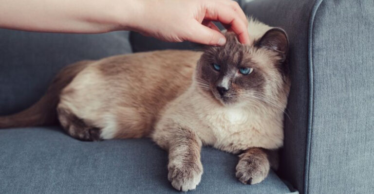 12 Reasons Why Your Cat Is Ignoring You Today