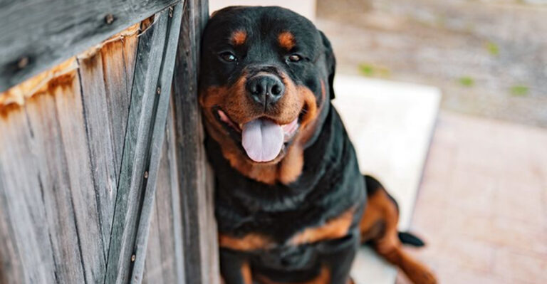 12 Rescued Dog Breeds Grateful For Their Second Chance And 4 That Don’t Always Show It