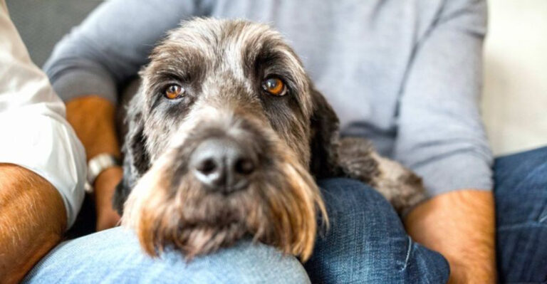 12 Signs Your Pet Is Secretly Judging You