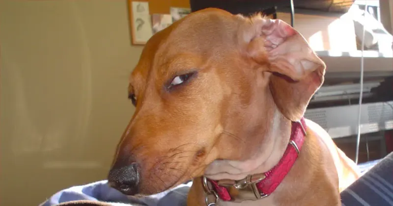 The Side-Eye Stare