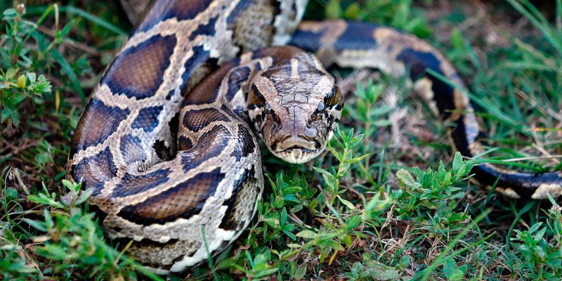 Burmese Python