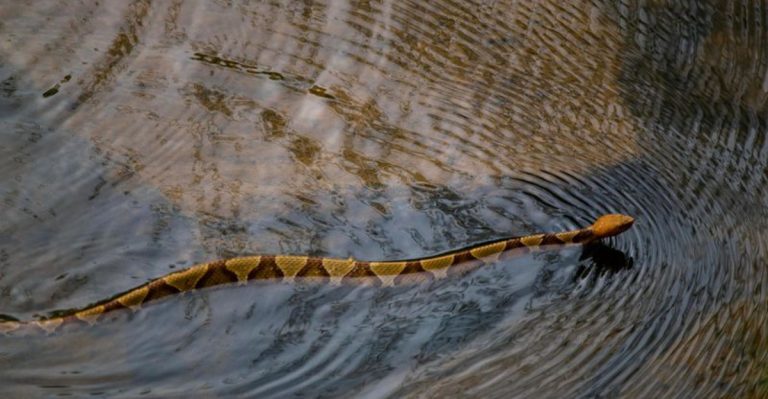 12 Snakes Invading U.S. Lakes And Rivers And Why Their Numbers Are Surging