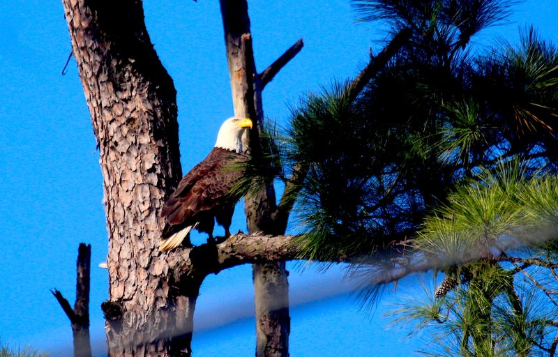 Bald Eagle