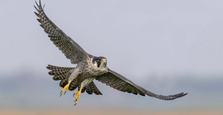 12 Threatened Species That Have Made A Remarkable Comeback In America