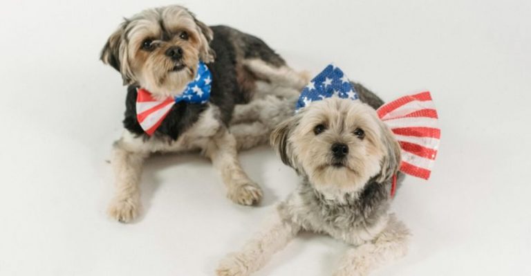 12 Vet-Approved Ways To Help Your Dog Stay Calm During July 4th Fireworks
