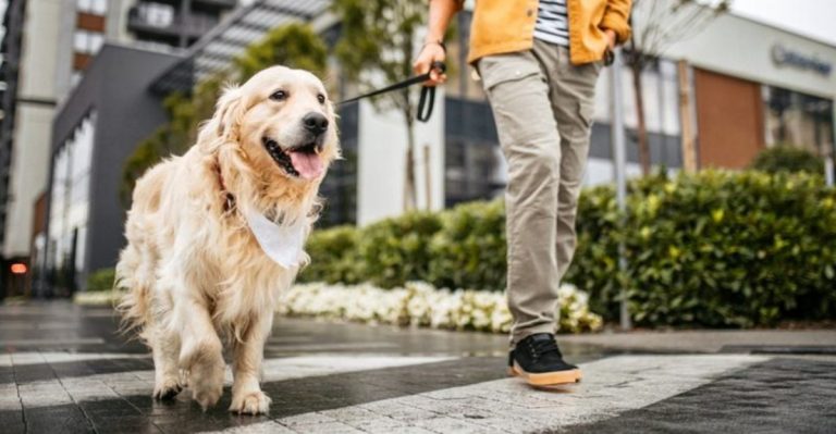 12 Ways To Know Your Dog Is Living Its Best New York Life