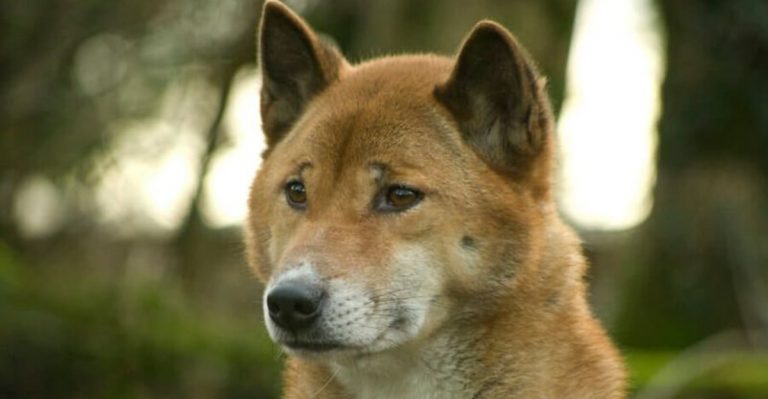 12 Wild Dogs Of North America That Aren’t Wolves