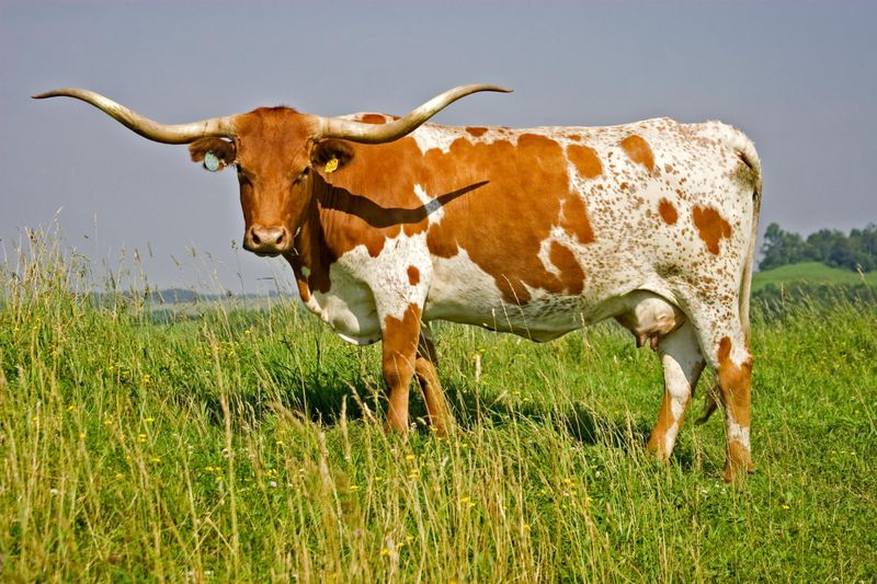 Texas Longhorn